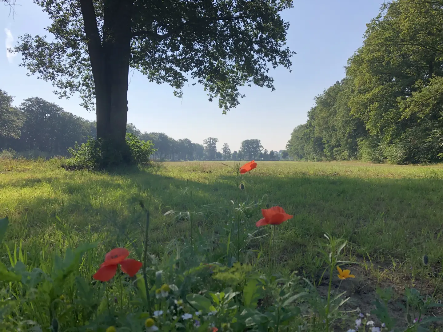 Vrijheidsbos Geesteren