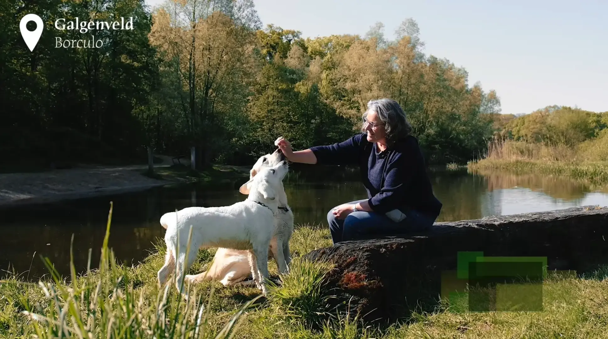 mevrouw met 2 labrador honden bij een water zittend op een boomstam