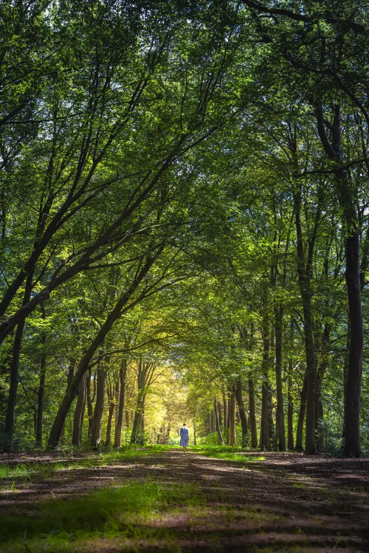 Persoon wandelt over een pad in een bos