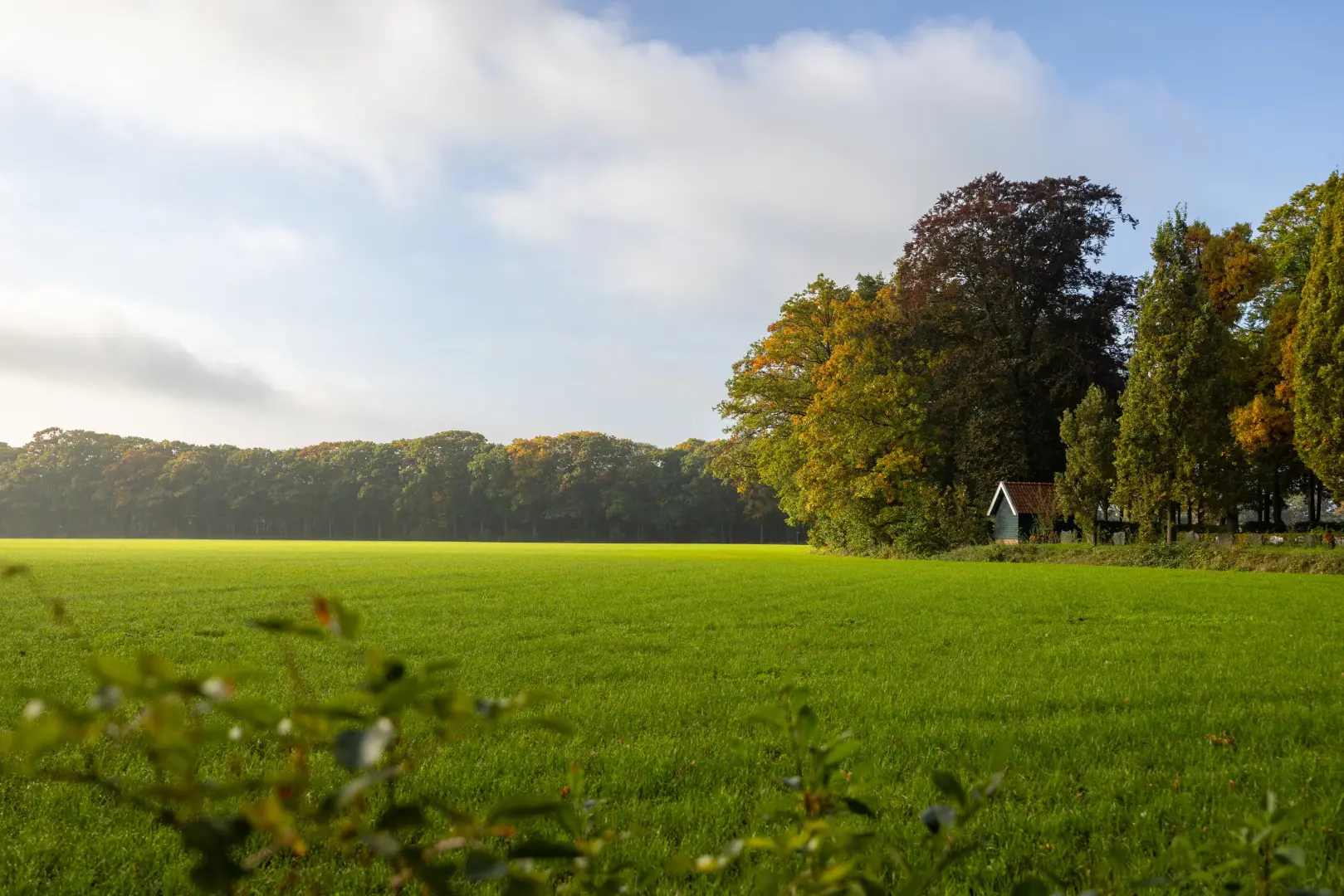 Weiland met zicht op bomenrij in de Herfst