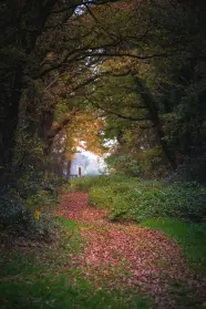 Wandelpad in het bos