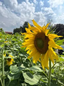 Zonnebloemlint in Berkelland